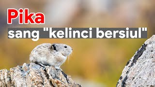 Pika Kerabat Kelinci yang Bisa Bersiul