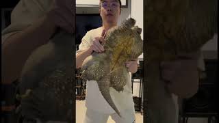 super chubby snapping turtle