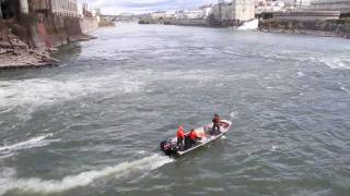 Sea Lion Hazing at Willamette Falls