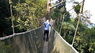 「高さ10階建て相当の吊り橋 キャノピーウォーク」ボルネオ島(Canopy Walk, Borneo) Malaysia