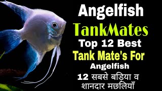 Angelfish Tank Mates || Top 12 Best Tank Mates For Angelfish