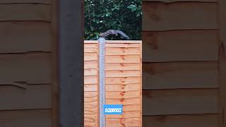 A Squirrel Walks on My Fence!