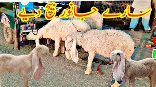 I Sale my all animals male sheeps |How to start sheep farming in Pakistan