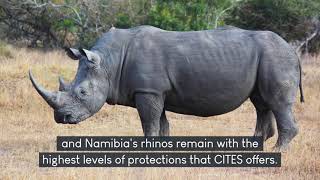 CITES CoP18 Wildlife Update: Southern White Rhino