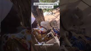 Grandma gives a warning to her he-goat