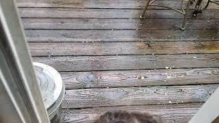 Hand feeding a wild chipmunk