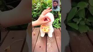 #Cute Puppy #viralvideo #viral #cutebaby #cutedog