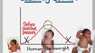 bio mechanisms of evolution natural selection