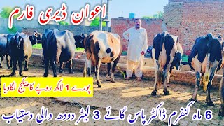 Awan Dairy Farm|| Khangar Doctor Pass Cows For Sale In Punjab ||Jersey Fresian Cow|| Nili Ravi buflo