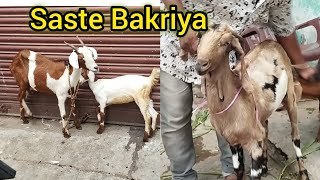 Saste Desi Bakriya | Jhirra| Rahat Hotel | Hyderabad