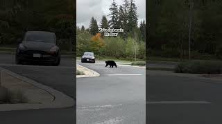 Ialmost bumped into this bear as I was walking back to my house from picking up the mail.