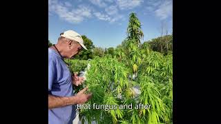 Observations in the Innocence Cannabis field (septoria)