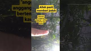 Nyamuk Anggang anggang Jodoh Pasti Bertemu