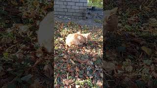 Adorable Fluffy Orange Cat On The Fallen Leaves