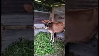 #farming #permaculture #sustainability #calf #chicken #farmlife #fyp #shorts