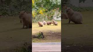 Осенью 🍁 в зоопарке... Московский зоопарк.