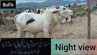 night view mawashian / isb mandi mawashian / Rawalpindi mandi mawashian bull,cow,goat's & sheep