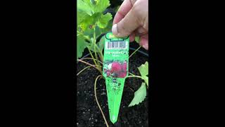 Strawberry Planting in Pots