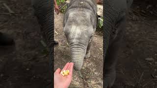 Feeding a BABY Elephant in Thailand