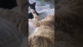 Скучная жена -горе в семье 😂😂😂#shorts #funnycat #funnymemes #смешное