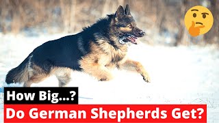 How Big do German Shepherds Get? | German Shepherd Size and Growth Stage |