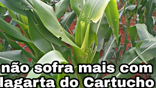 Dicas: como acabar com a largata do cartucho.