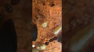 Harvester ants queen eats cricket piece and forages around