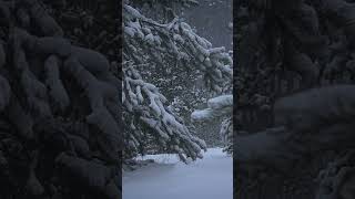 Snowy Alaskan Wilderness - ASMR Ambience #shorts