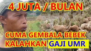 GEMBALA BEBEK PETELUR GAJI 4 JUTA PERBULAN #VLOG3