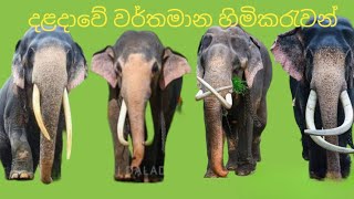 ශ්‍රී ලංකාවේ හීලෑ දළ ඇතුන් මේ ටික විතරයි... #elephant Sri Daladha perahera tuskers ❤️❤️