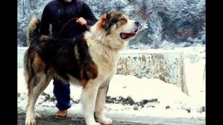 POWERFULL STRONGEST DOGS IN THE WORLD