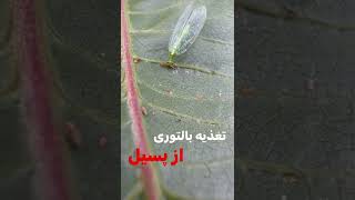 میدونید بالتوری و پسیل چیه؟🦟