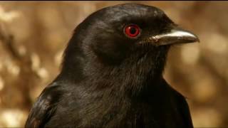 طائر الدرونجو الأفريقي يسرق الطعام بخدعة بارعة drongo bird