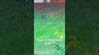 Cute Bunny Caught In My Garden | Garden Chronicles