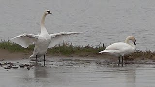 白鳥がいた