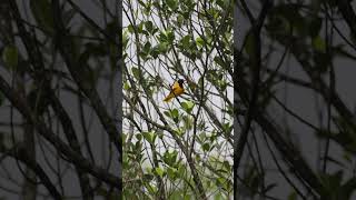 Oriental Oriole #orioles #birds #birdslife #birdsvideo #morningvibes #peacefulmoments