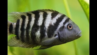 Convict Cichlids Breeding - 5 amazing facts on breeding Convict Cichlid Zebra Cichlids fish