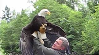 Eagle Release July 2, 2011