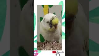 Legendary budgie calcium gray chirping sound and singing ♥️😘 #youtubeshorts #shorts