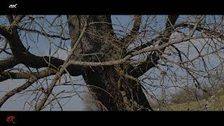 Lumix G9 cinelike Mp4 4K - L'albero,testimone e custode del tempo