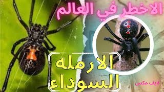 الأرملة السوداء أخطر العناكب علي الإطلاق | الحيوانات والحياة البرية