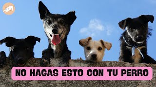 12 Cosas que NO Debes Hacer con tu Perro 🐾 ¡Evita estos Errores Comunes!"