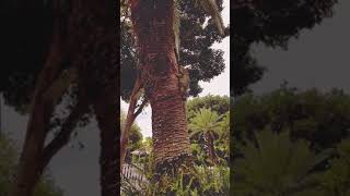 Big iguana chilling on a palm tree