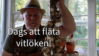 Flätar vitlök