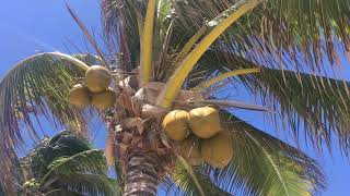 Akumal Bay Beach and Wellness Resort