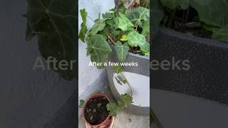 Propagating Ivy plant