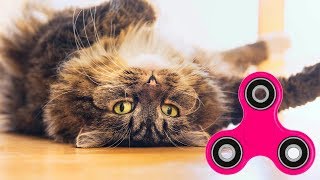 Cats Fidget Spinners Compilation 2017 - Funny New