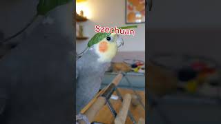 RIZZLER BIRD SINGS BRAIN ROT SONG! #funny #cute #birds