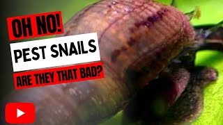 Oh No! Pest Snails! Are They Really That Bad?!