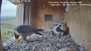 FalconCam Project 03.11.2024 06:54